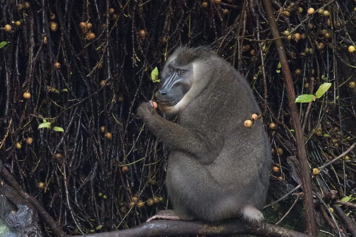 An oil-rich West African island offers decades of insight into the wild meat trade